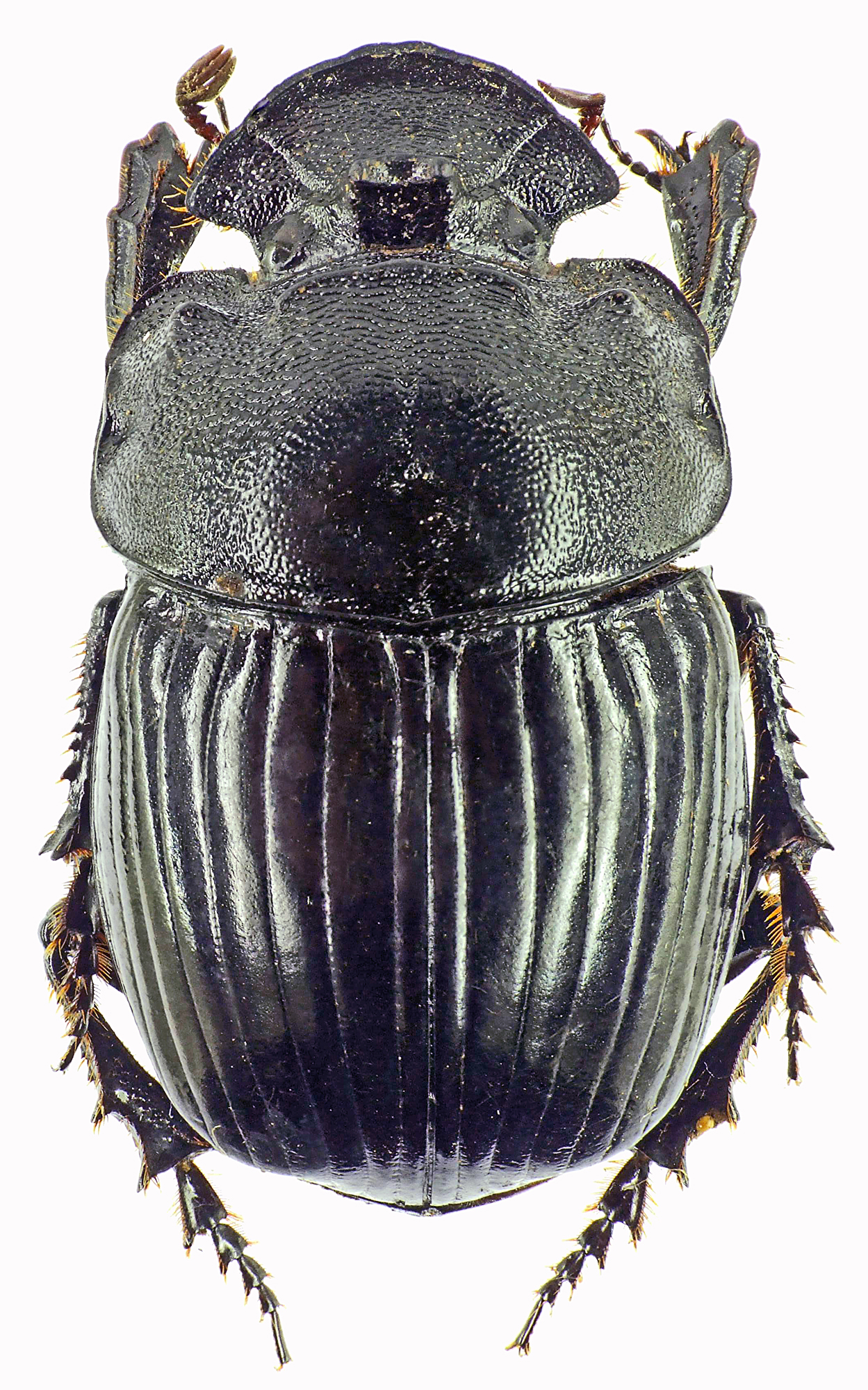 Copris dracunculus 27583cz89.jpg