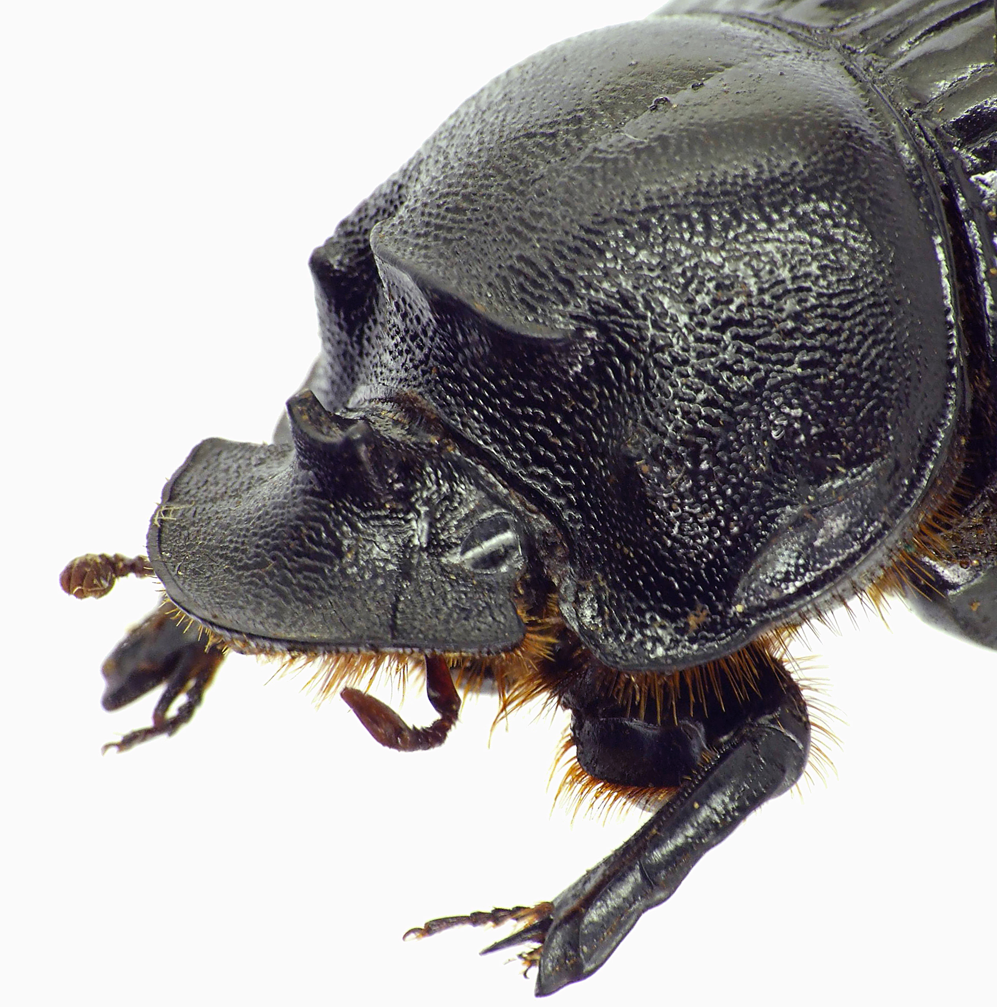 Copris dracunculus 27590cz95.jpg