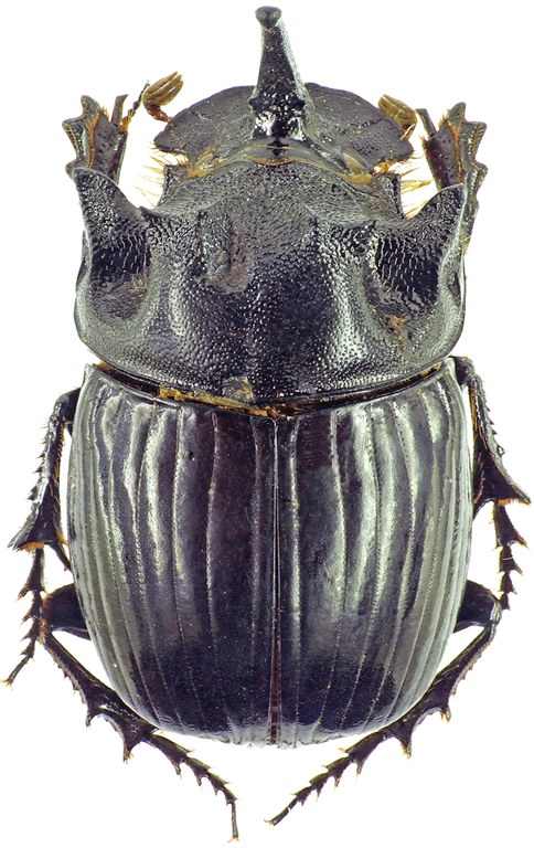 Copris dracunculus 27564cz73.jpg Copris dracunculus 27564cz73.jpg