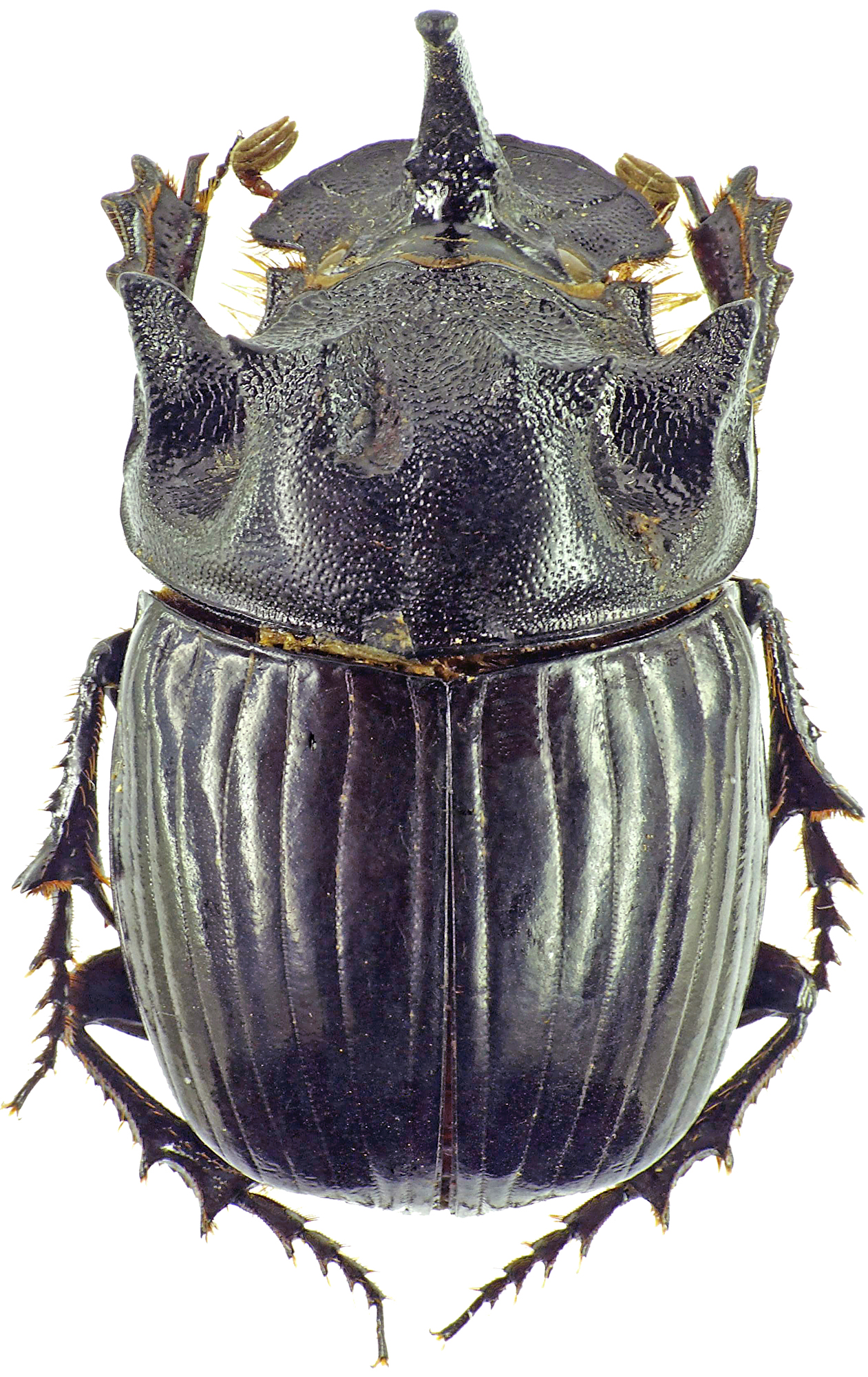 Copris dracunculus 27564cz73.jpg