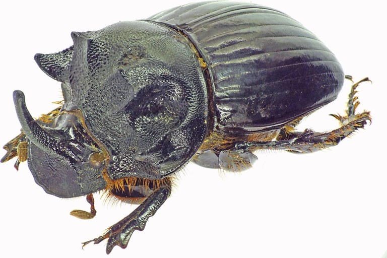 Copris dracunculus 27574cz82.jpg Copris dracunculus 27574cz82.jpg