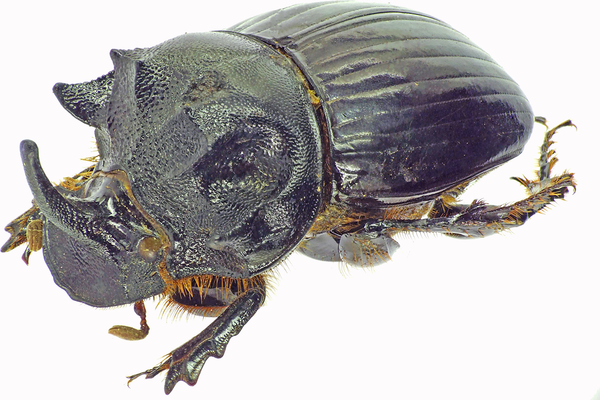 Copris dracunculus 27574cz82.jpg