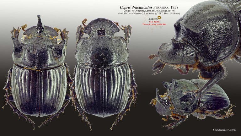 Copris dracunculus.jpg Copris dracunculus.jpg