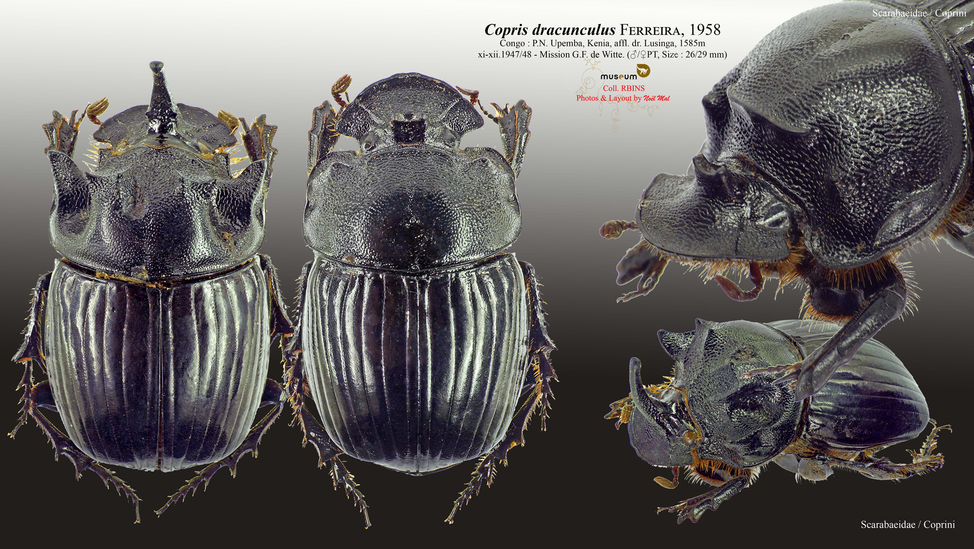 Copris dracunculus.jpg