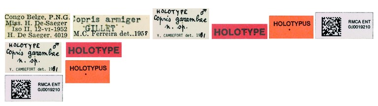 Copris garambae M Ht Labels.jpg Copris garambae M Ht Labels.jpg