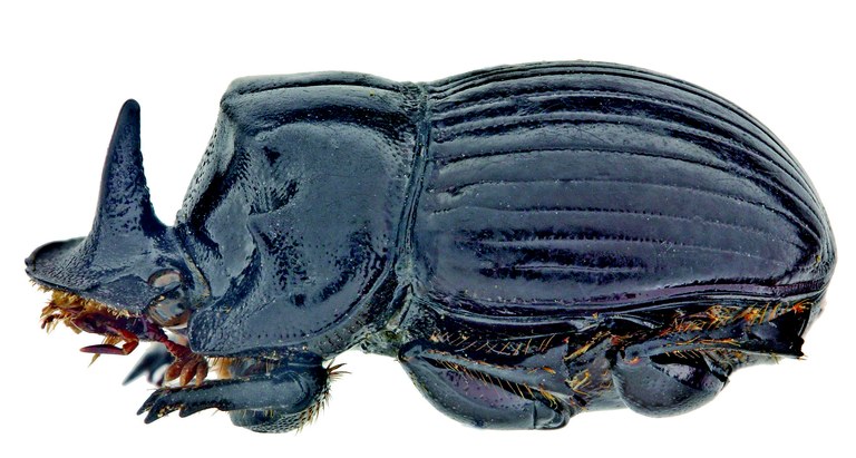 Copris garambae M Ht L.jpg Copris garambae M Ht L.jpg