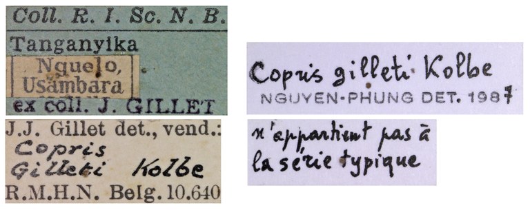 Copris gilleti M Labels.jpg Copris gilleti M Labels.jpg
