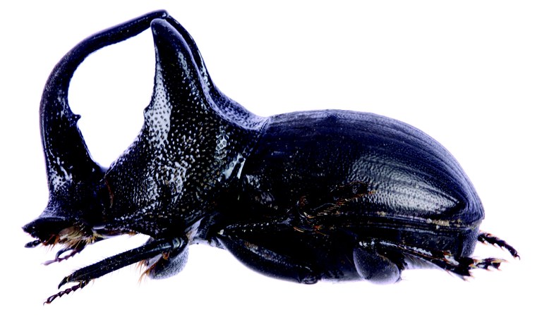 Copris gilleti M L.jpg Copris gilleti M L.jpg