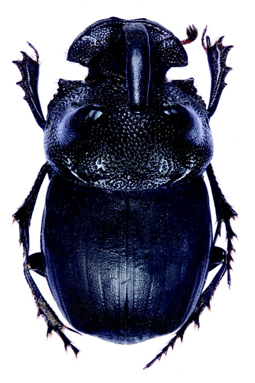 Copris gilleti M D.jpg Copris gilleti M D.jpg