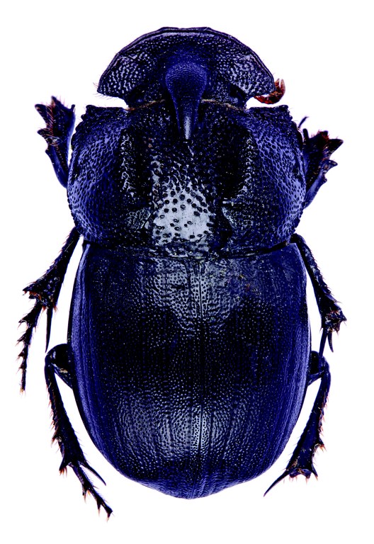 Copris gilleti F Plt D.jpg