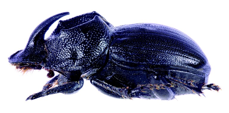 Copris gilleti F Plt L.jpg