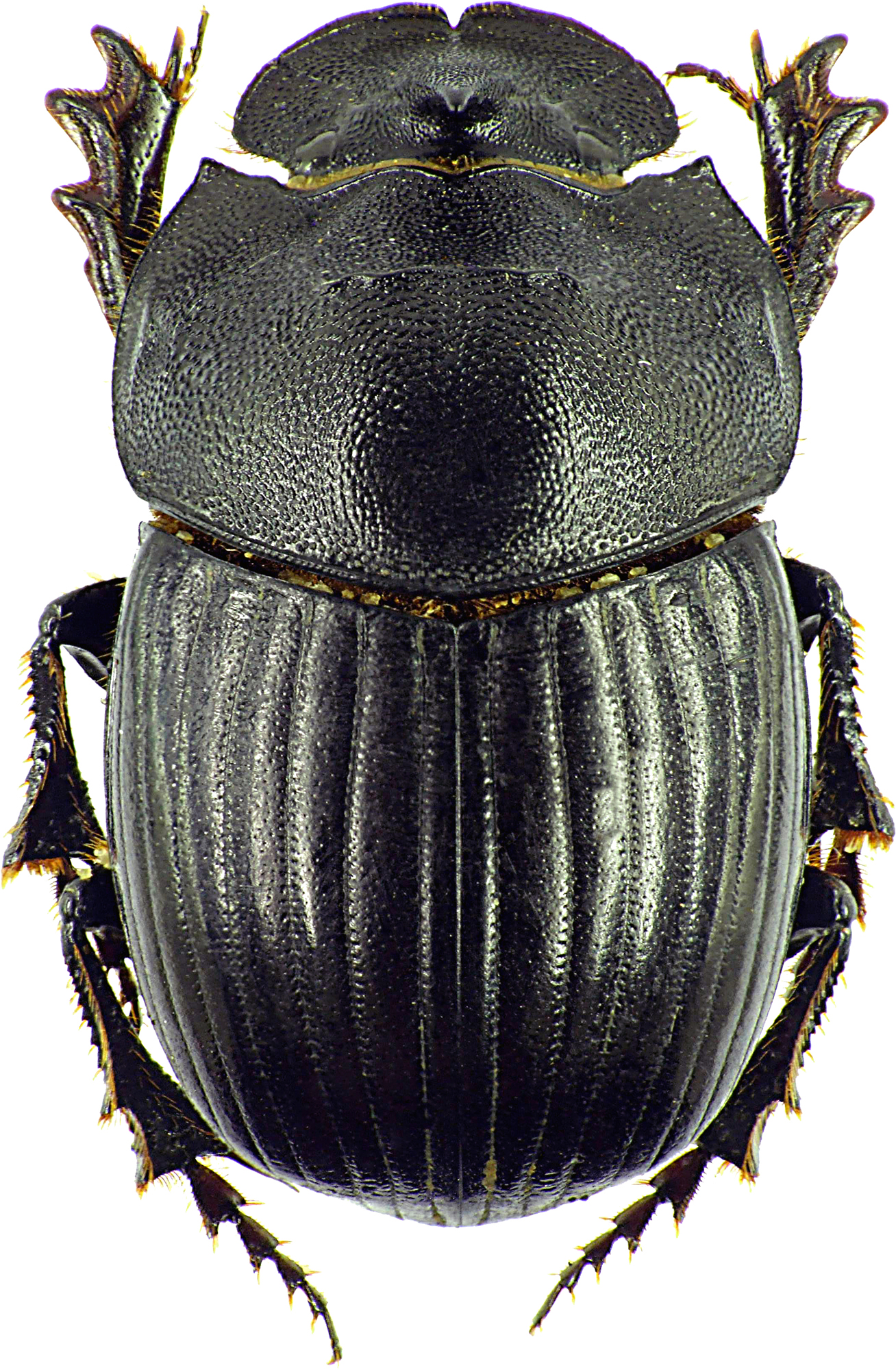 Copris hispanus hispanus 12567cz72.jpg