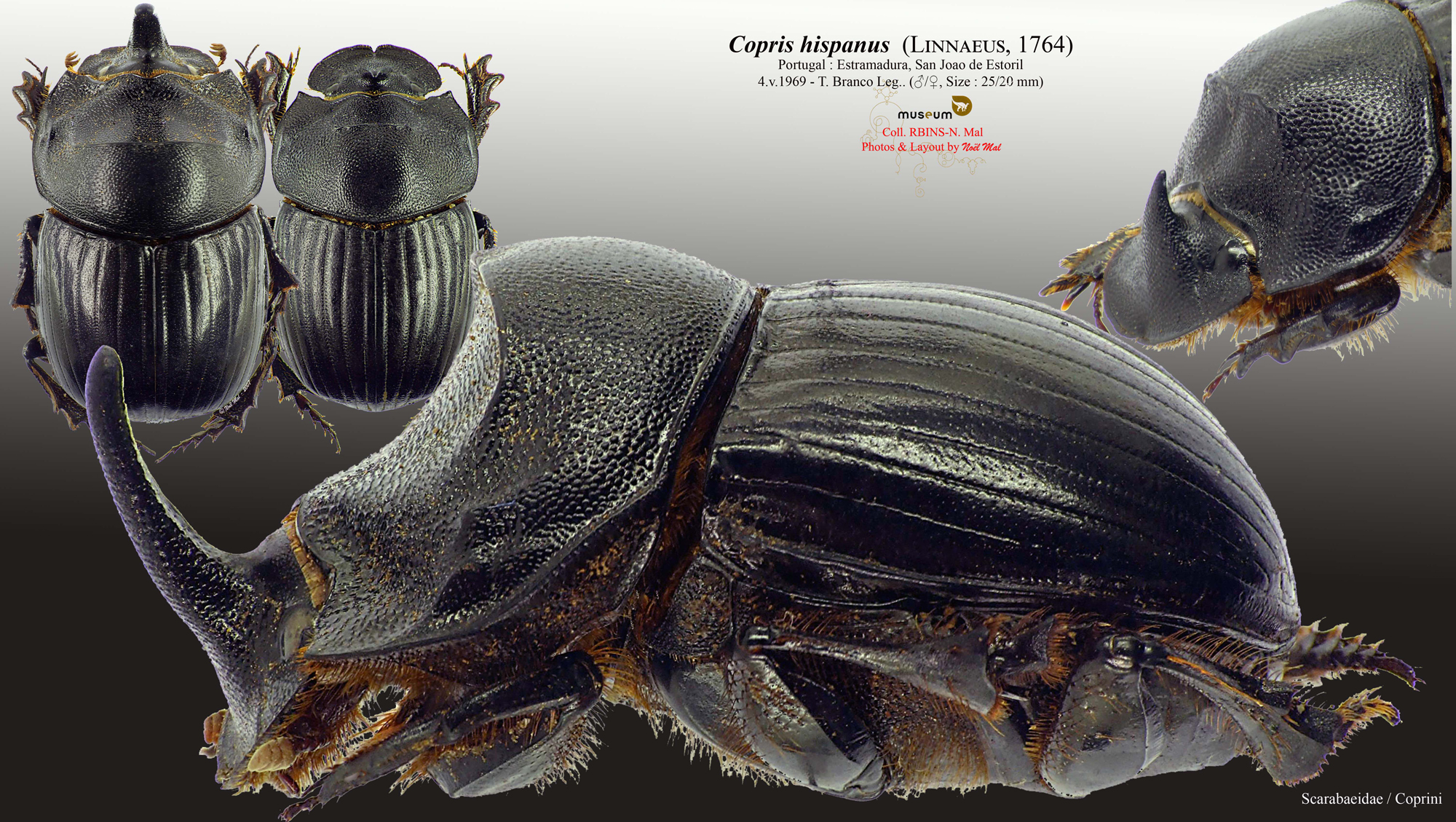 Copris hispanus hispanus.jpg
