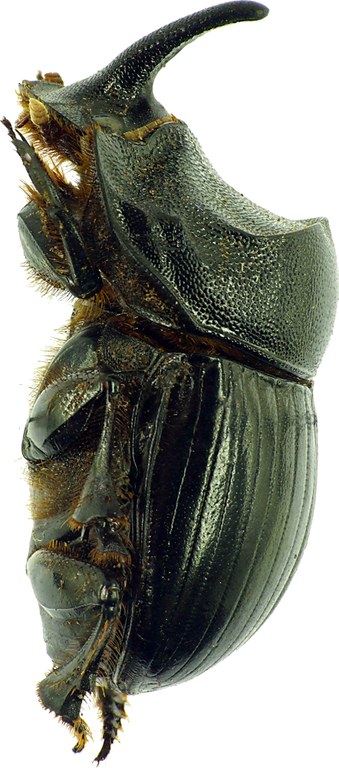 Copris hispanus hispanus 12094cz02.jpg Copris hispanus hispanus 12094cz02.jpg