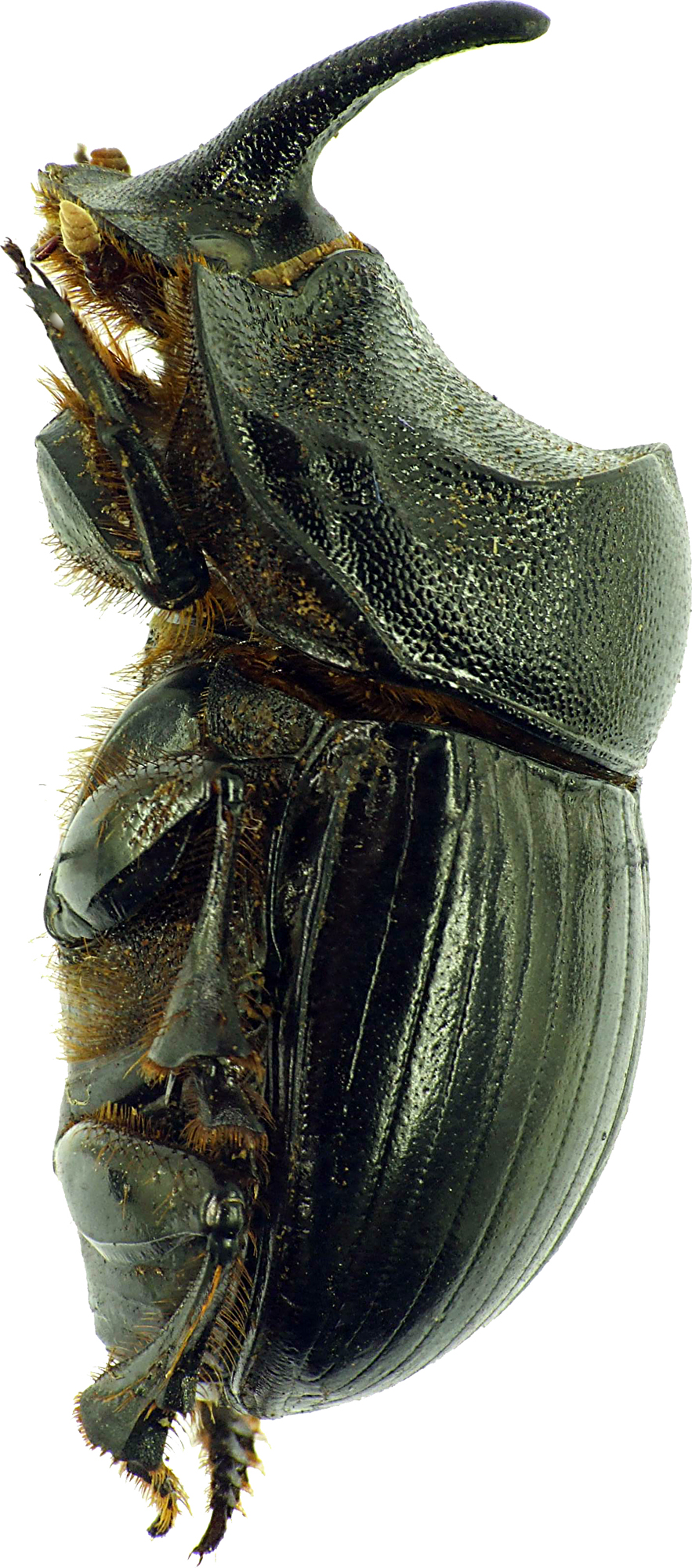 Copris hispanus hispanus 12094cz02.jpg
