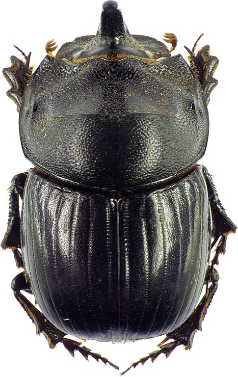 Copris hispanus hispanus 12118cz26.jpg Copris hispanus hispanus 12118cz26.jpg