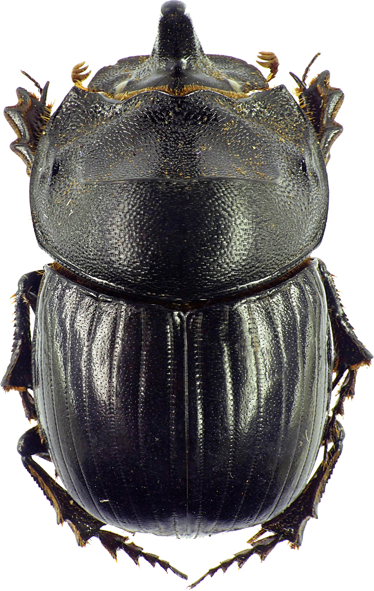 Copris hispanus hispanus 12118cz26.jpg