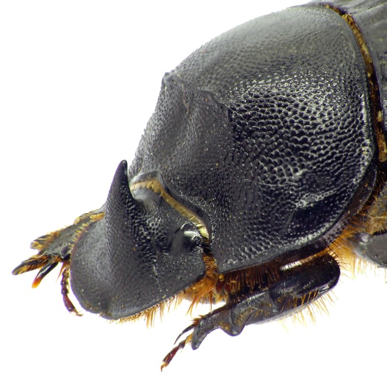 Copris hispanus hispanus 12559cz66.jpg Copris hispanus hispanus 12559cz66.jpg