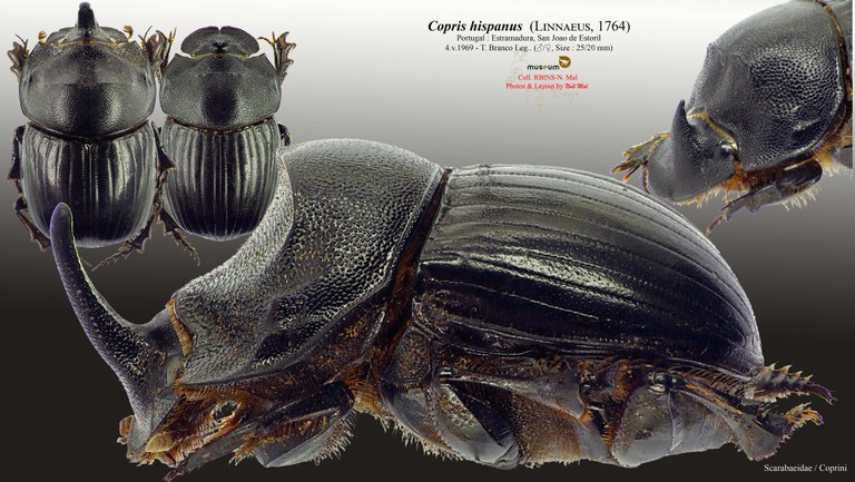 Copris hispanus hispanus.jpg Copris hispanus hispanus.jpg