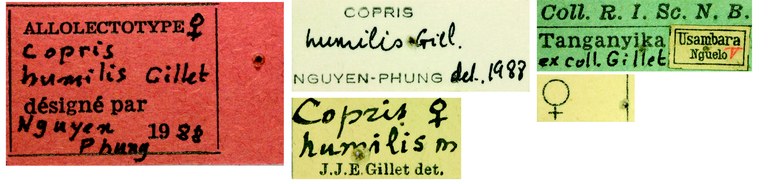 Copris humilis F Alt Labels.jpg