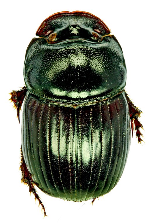 Copris humilis F Alt D.jpg