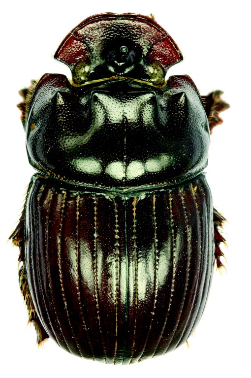 Copris humilis M Lt D.jpg Copris humilis M Lt D.jpg