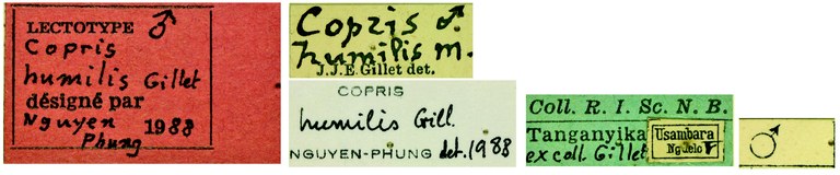 Copris humilis M Lt Labels.jpg Copris humilis M Lt Labels.jpg