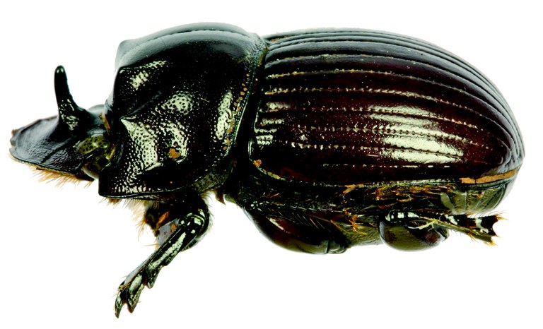 Copris humilis M Lt L.jpg Copris humilis M Lt L.jpg