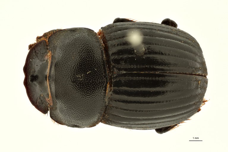 Copris indicus st M D ZS PMax Scaled.jpeg