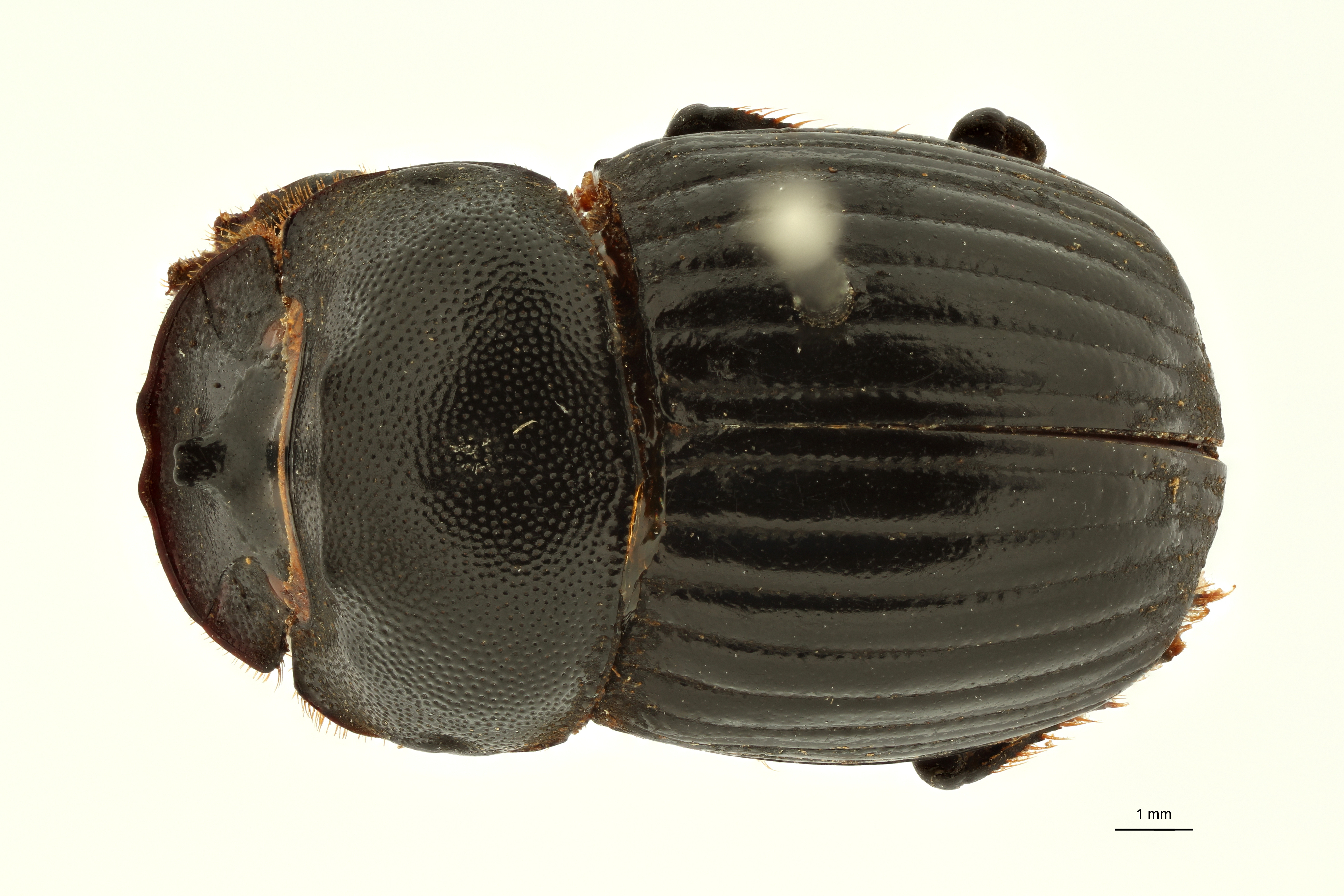 Copris indicus st M D ZS PMax Scaled.jpeg