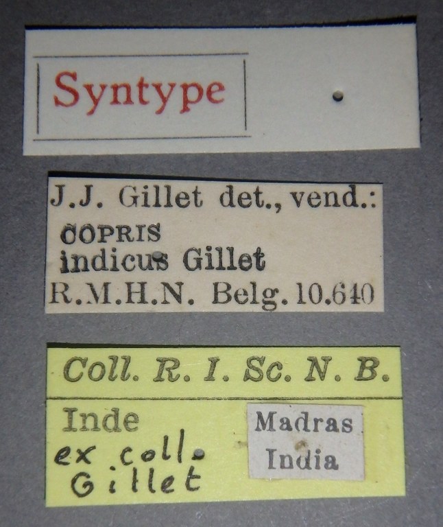 Copris indicus st M Lb.jpg