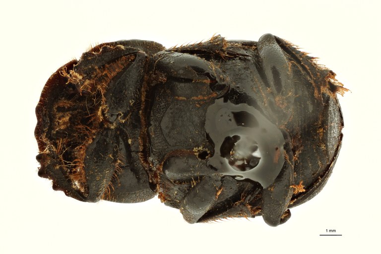 Copris indicus st M V ZS PMax Scaled.jpeg