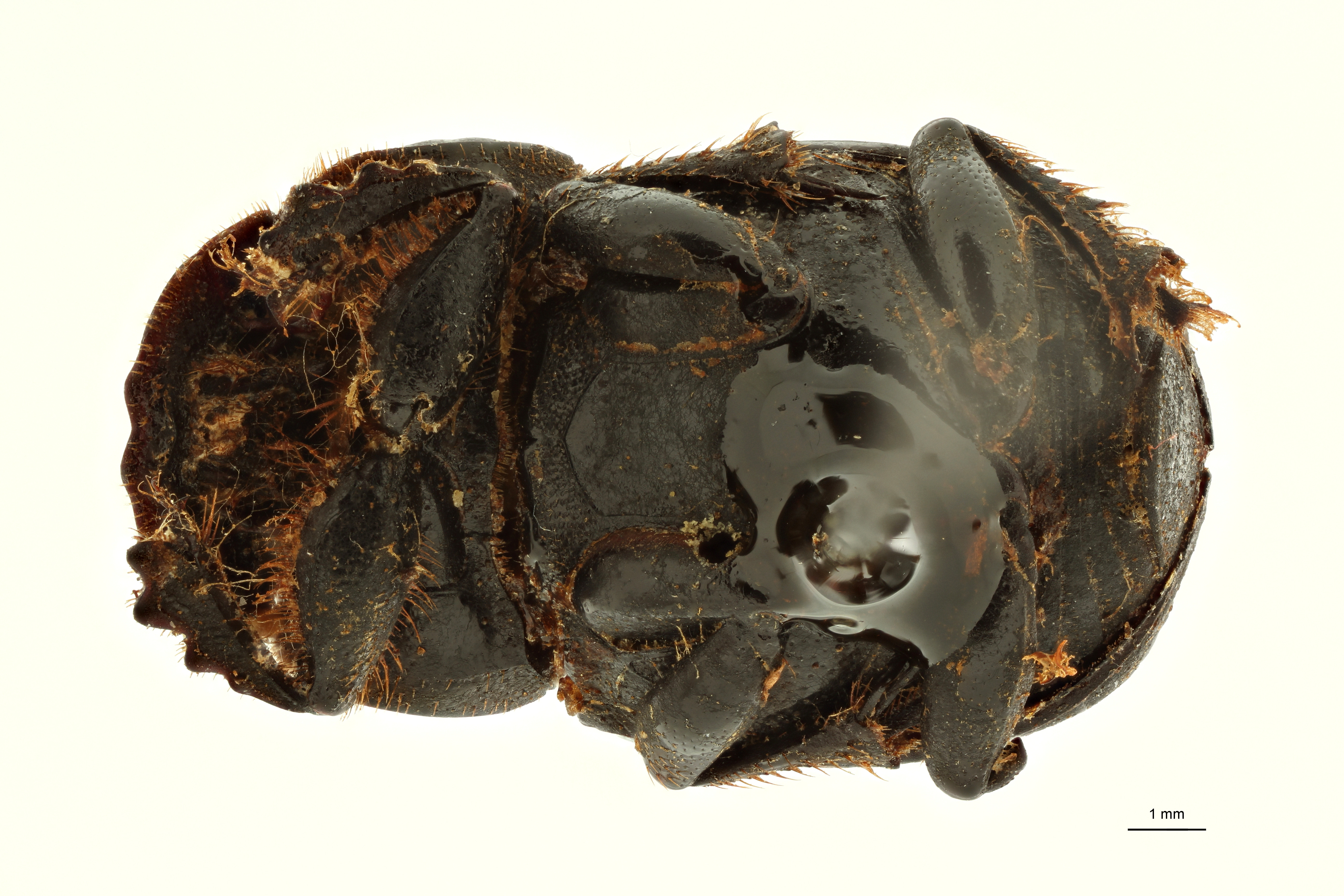 Copris indicus st M V ZS PMax Scaled.jpeg