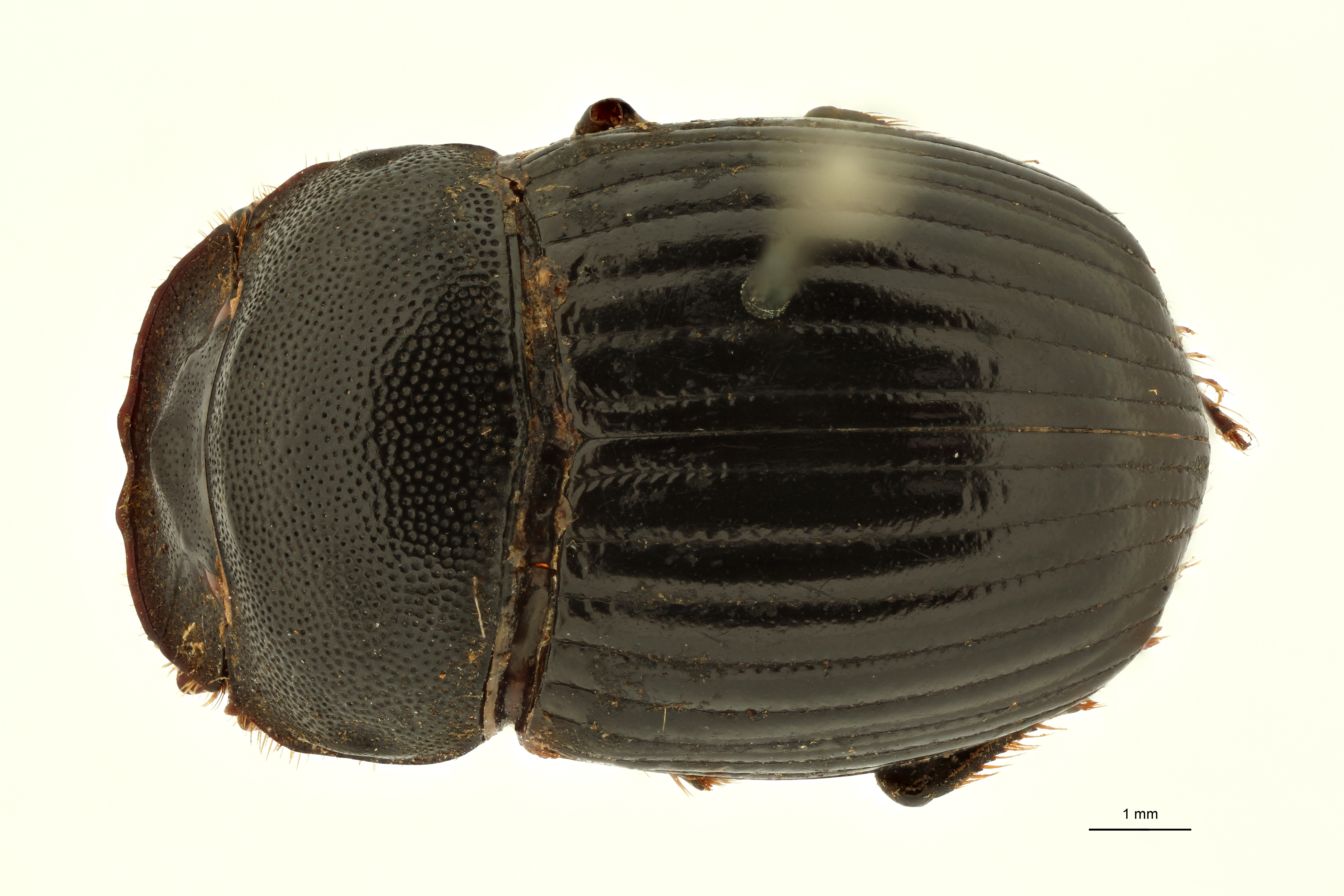Copris indicus st F D ZS PMax Scaled.jpeg