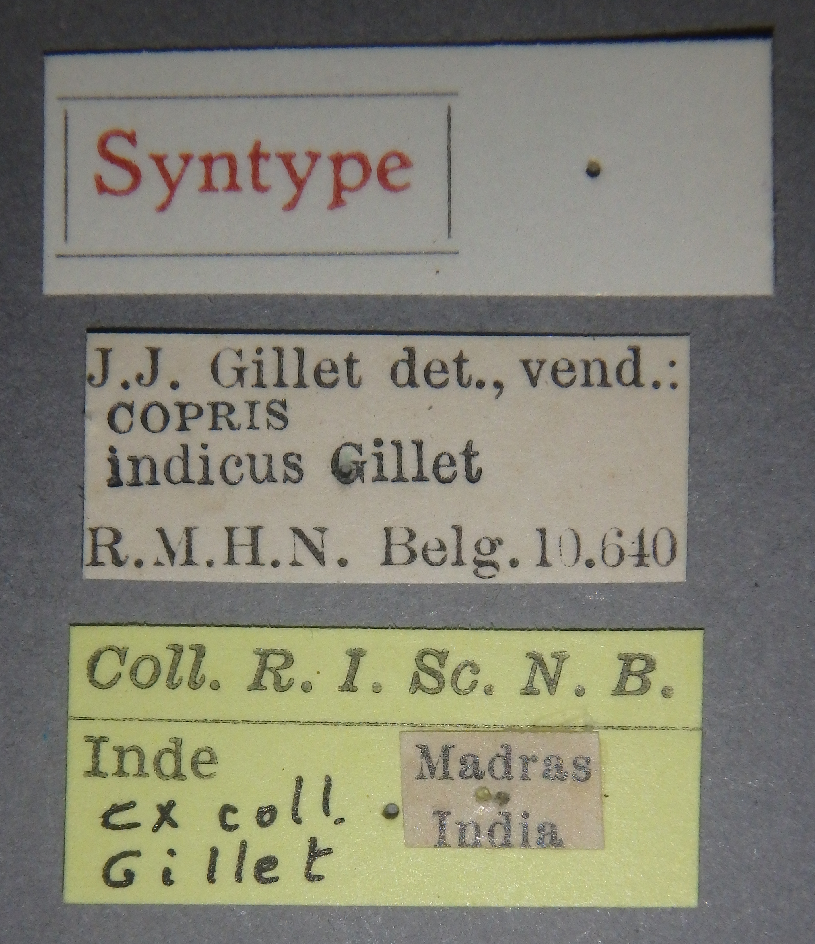 Copris indicus st F Lb.jpg