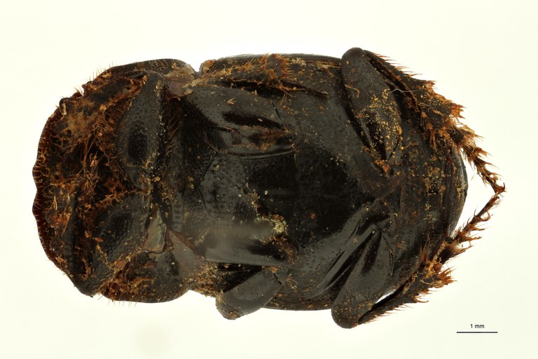 Copris indicus st F V ZS PMax Scaled.jpeg Copris indicus st F V ZS PMax Scaled.jpeg