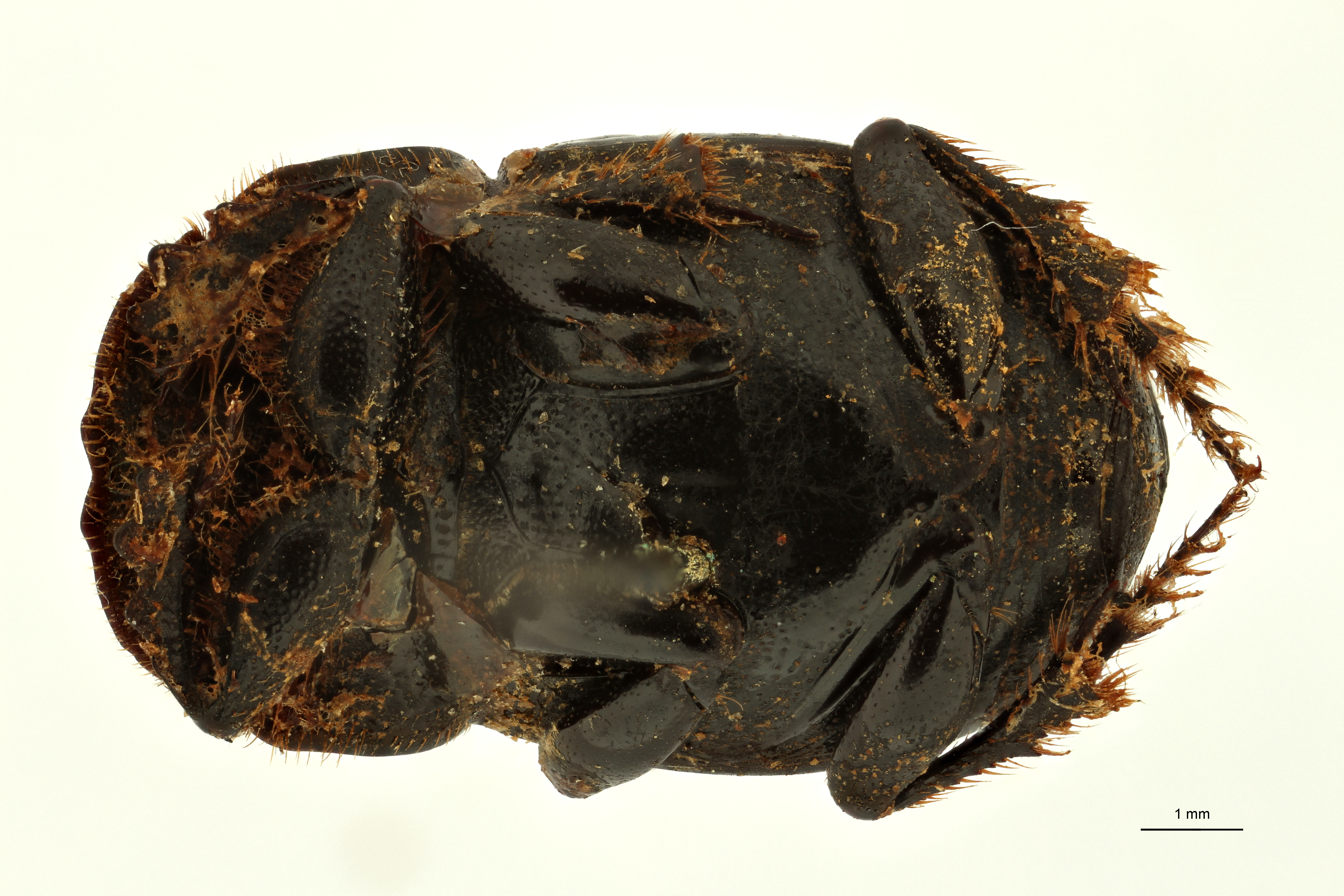 Copris indicus st F V ZS PMax Scaled.jpeg