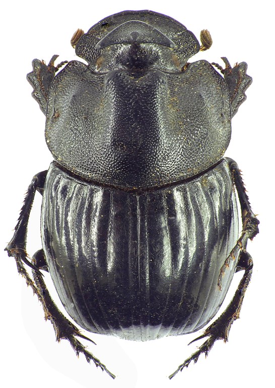 Copris laius laius 27615cz22.jpg Copris laius laius 27615cz22.jpg