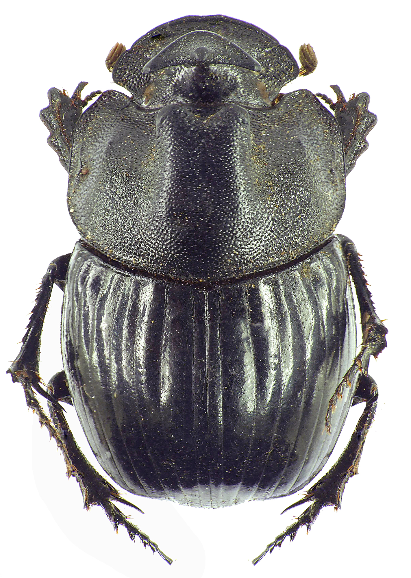 Copris laius laius 27615cz22.jpg