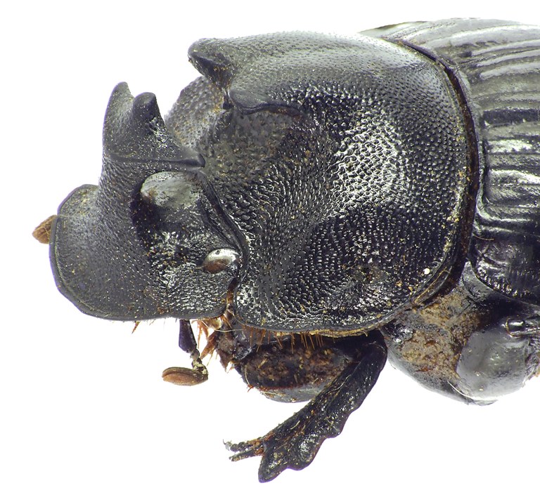 Copris laius laius 27623cz29.jpg Copris laius laius 27623cz29.jpg