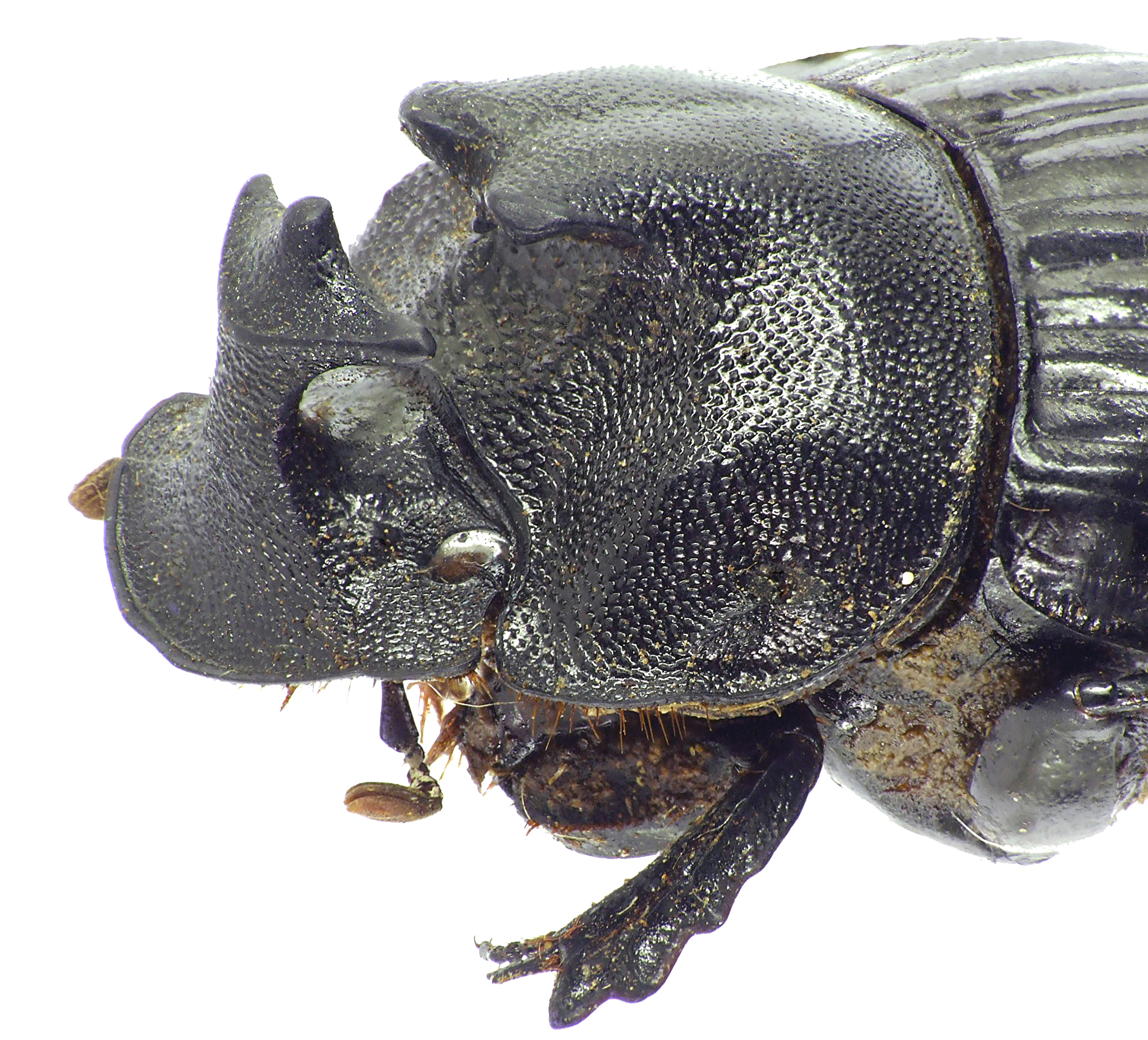 Copris laius laius 27623cz29.jpg