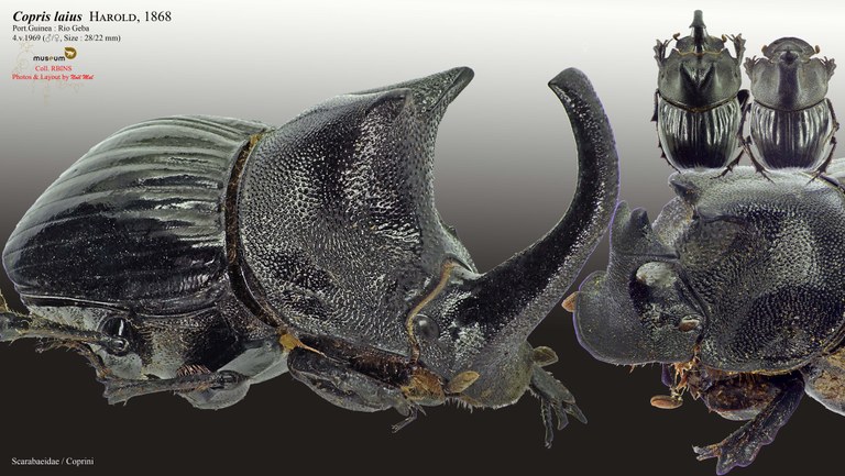 Copris laius laius.jpg Copris laius laius.jpg