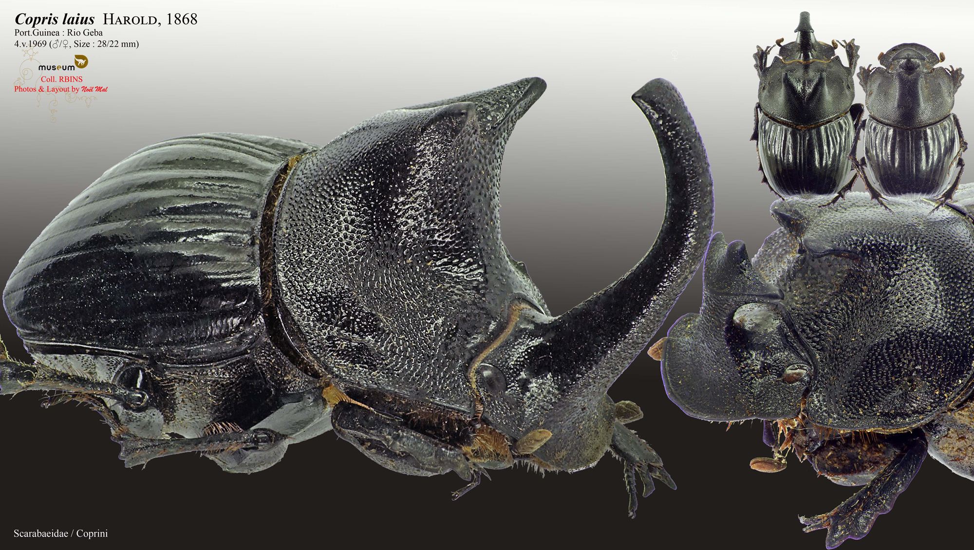 Copris laius laius.jpg