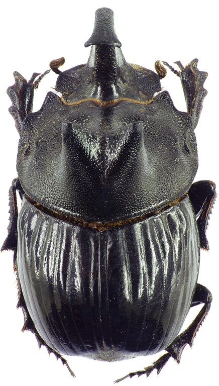 Copris laius laius 27596cz05.jpg Copris laius laius 27596cz05.jpg