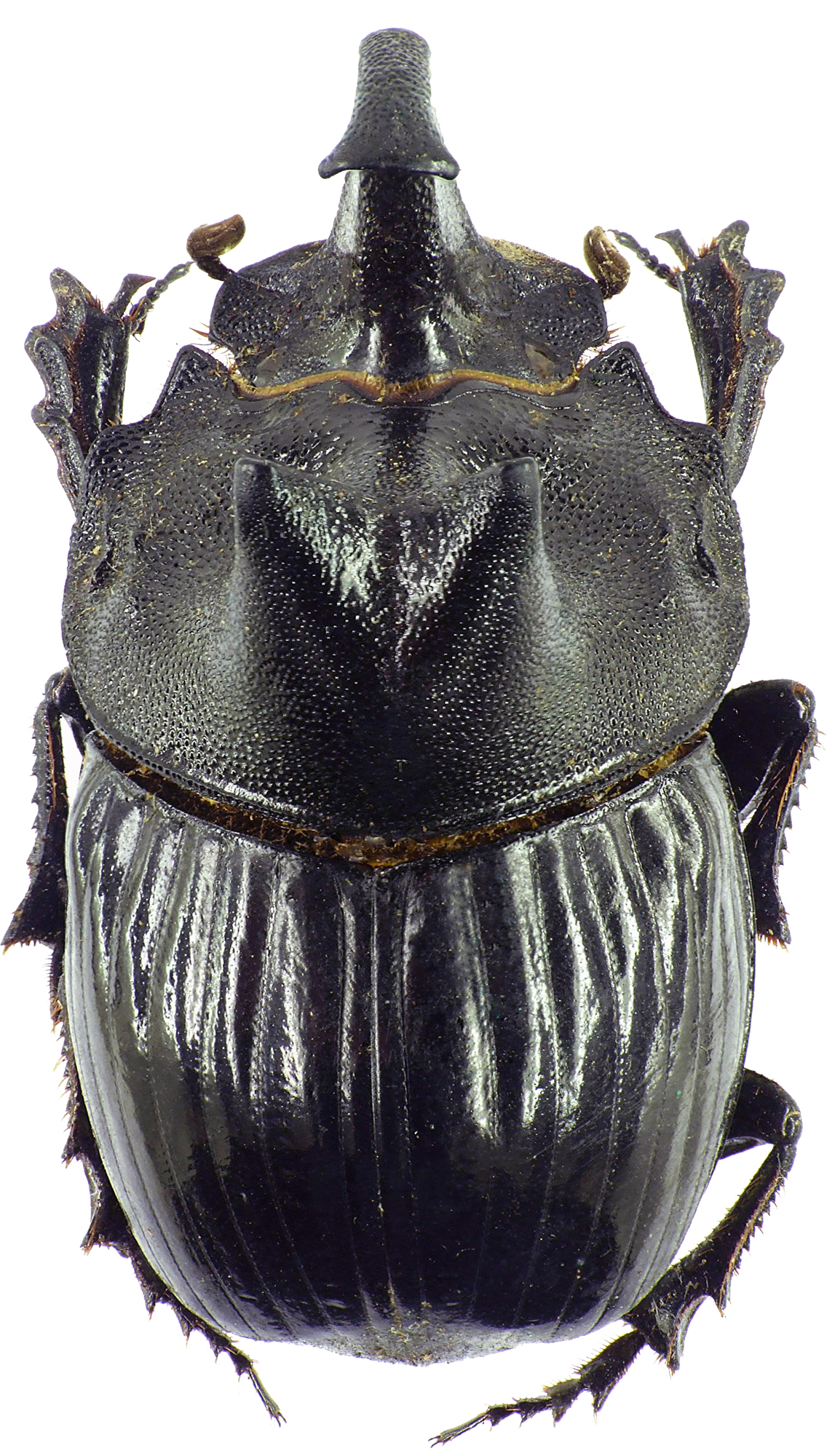 Copris laius laius 27596cz05.jpg