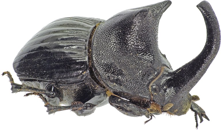 Copris laius laius 27606cz14.jpg Copris laius laius 27606cz14.jpg