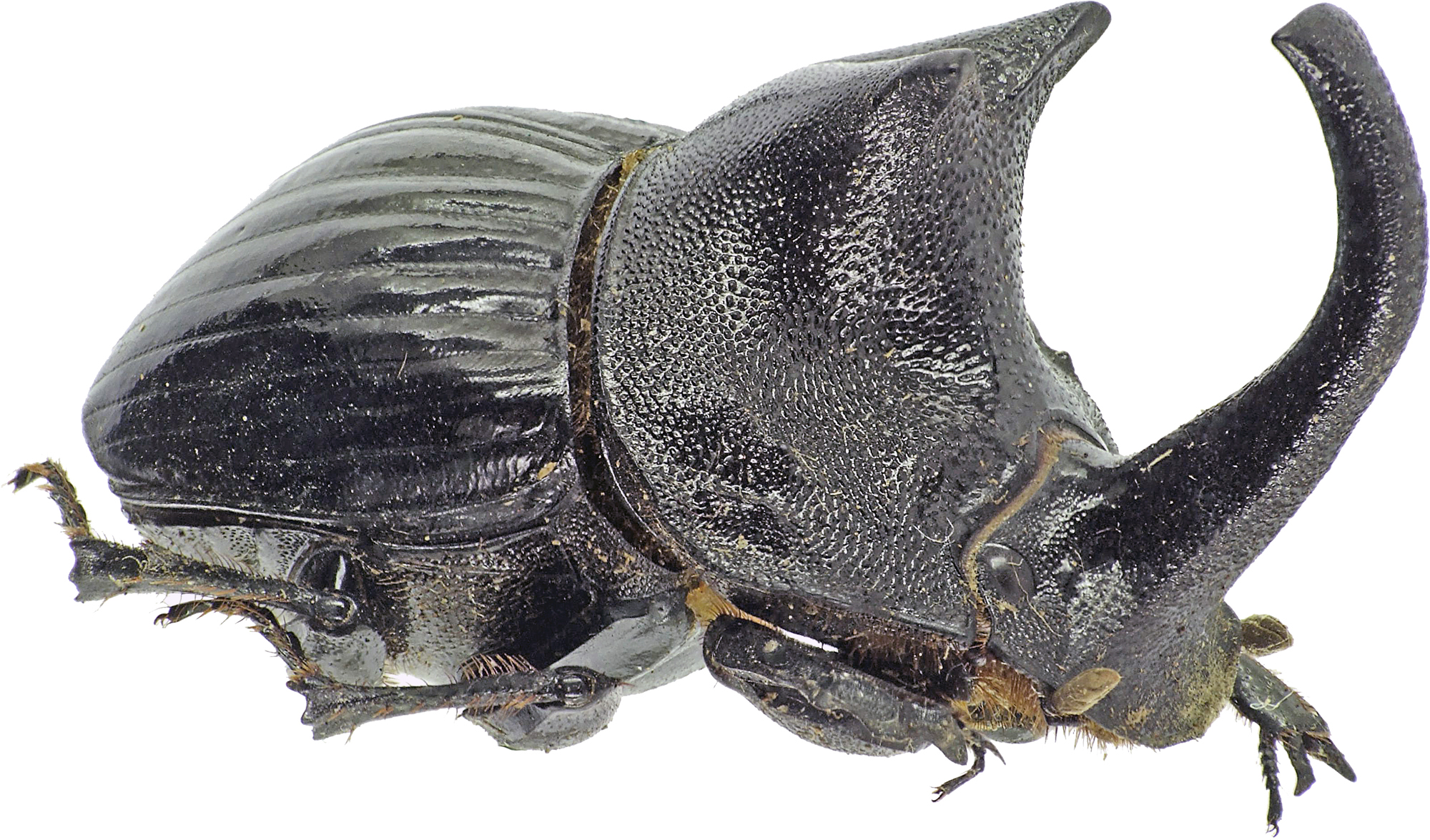 Copris laius laius 27606cz14.jpg