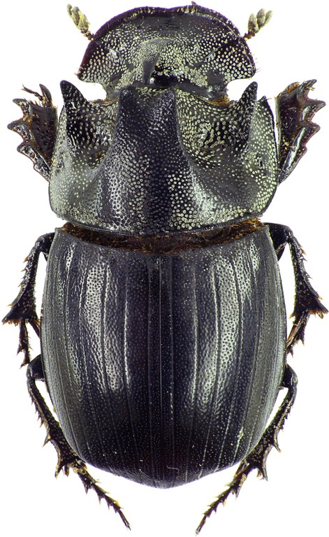 Copris megaceratoides 27682cz89.jpg Copris megaceratoides 27682cz89.jpg