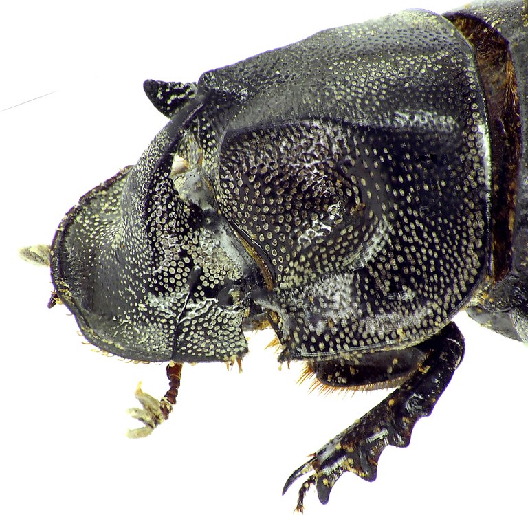 Copris megaceratoides 27690cz98.jpg Copris megaceratoides 27690cz98.jpg