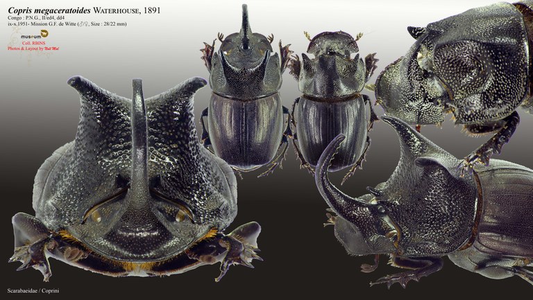 Copris megaceratoides.jpg Copris megaceratoides.jpg